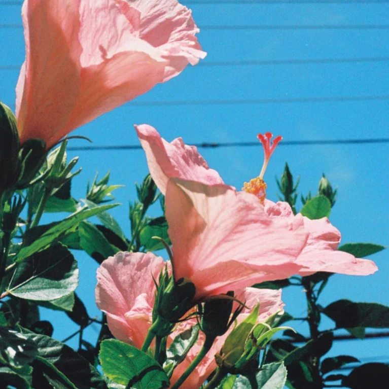 Pink hibiscus flowers against a blue sky.