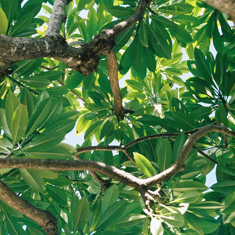 Green leaves on a branch, seen from below against the sky.