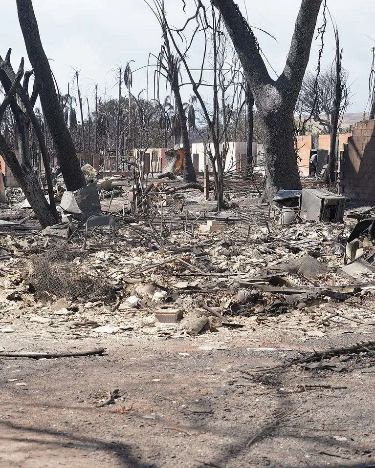 Burnt trees and ash where a Lahaina home once stood.